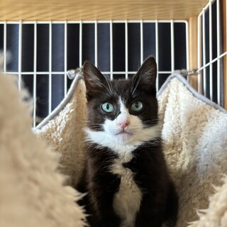 募集一時停止　少し毛が長い子猫4ヶ月くらいです