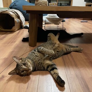 キジ女子オトナ