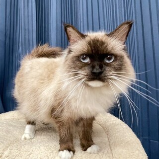 人懐っこさ満点のラグドールちゃん♪