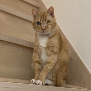 推定2015年生まれ 茶白♂元太くん♡