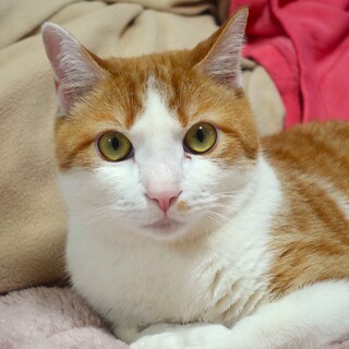 体の大きな甘えん坊★チャオ君