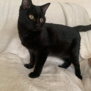 人懐こいくねくね黒猫わかだんな去勢マイクロチップ済