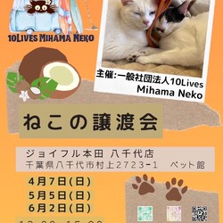 ねこの譲渡会 サムネイル1