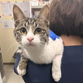 人間大好き抱っこ大好きボンボン君