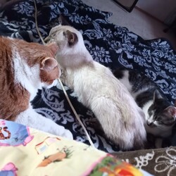 「腎不全と貧血と」サムネイル1