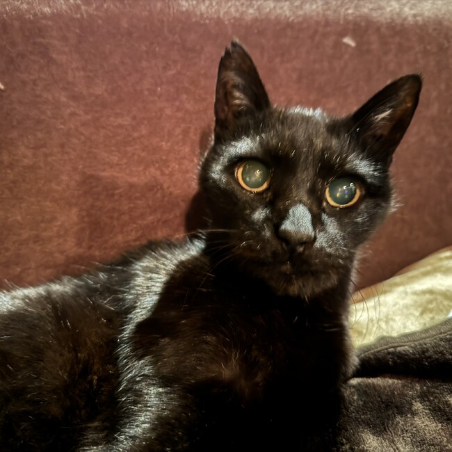 バリニーズのカバー写真