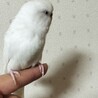 ★2歳の 手乗りインコ、白くとても可愛いです。★ サムネイル3