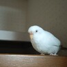 ★2歳の 手乗りインコ、白くとても可愛いです。★ サムネイル2