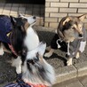福ベッキー