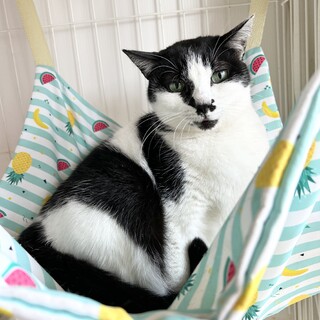 【6/9東銀座】ハクちゃん４歳♪