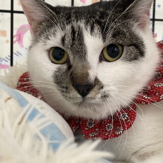 【3/24東銀座】ロミちゃん★7ヵ月半♪