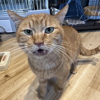 寂しがり屋の甘えん坊、チャトラの「リア」くん