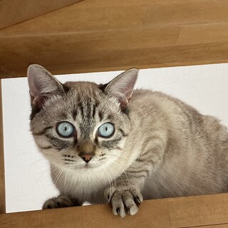 家族募集中！甘えん坊で遊ぶの大好き♡白トラ女子♡