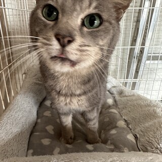 人懐っこくて甘えん坊の男の子「パティ」