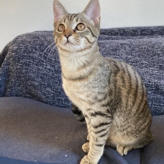 家族募集中！可愛いトラの美人猫さん♡