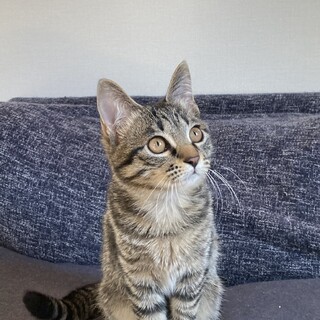 家族募集中！遊ぶのが大好きなキジトラ女の子♡