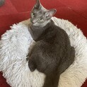 ロシアンブルー【募集一時停止します】