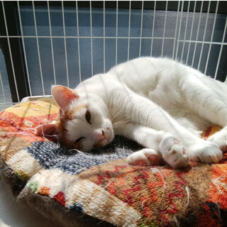 ピンクのお鼻が可愛いエビマヨくん