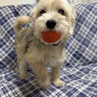 2016/1/31生まれテリアミックスの男の子