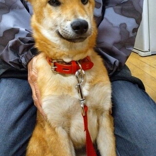 去勢手術済み無駄吠えせず人が大好き子犬