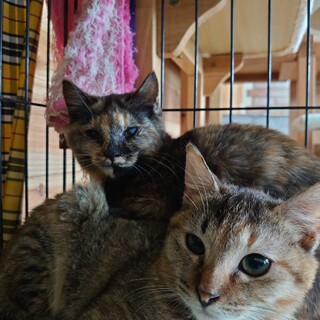 陽気なちびちゃん&まるこちゃん　ペアで！