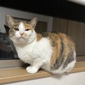 6兄妹のママ猫◎ミー子さん♀