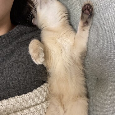 起きたらソファと飼い主の間に挟まったまま爆睡していました☺︎‪‪❤︎‬