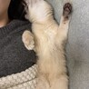 起きたらソファと飼い主の間に挟まったまま爆睡していました☺︎‪‪❤︎‬