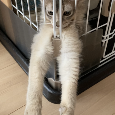 飼い主の手を触りたくて両手を最大限に伸ばしているギル TT‪‪❤︎‬