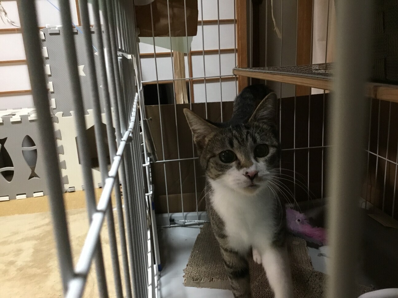 まさかの超甘えん坊 サムネイル2