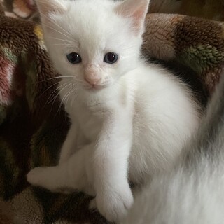 【里親決まりました】