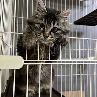 推定8ヶ月の子猫フワちゃん