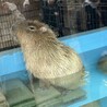 こたつにみかん