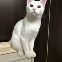 【里親決定】元気いっぱい！ラクくん