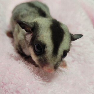 フクロモモンガ(２月生まれ　ノーマル)