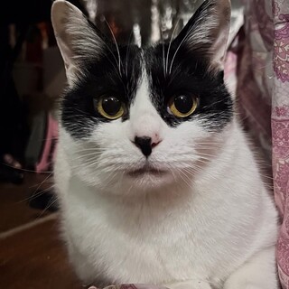 多頭飼育崩壊からのレスキューハチワレ女子