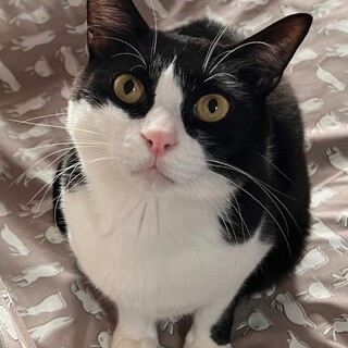 ハチワレ男子オトナ