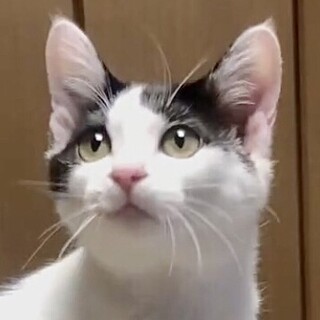 とにかく超甘えん坊で人が大好きロイズ姫