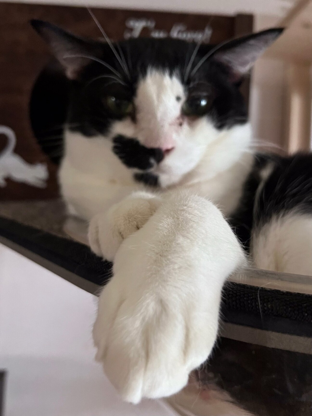 個性的なオトナネコヲ♂ サムネイル1