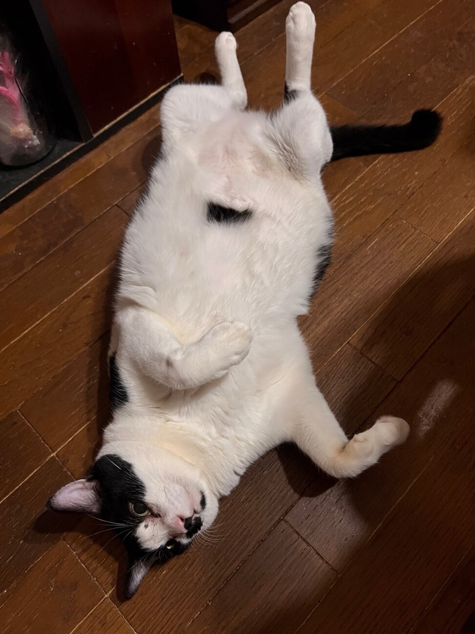 個性的なオトナネコヲ♂ サムネイル3