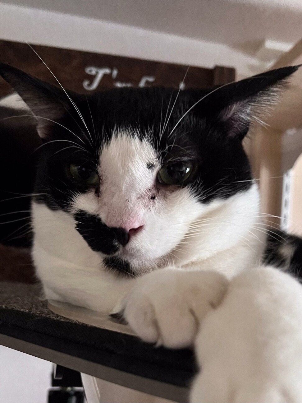 個性的なオトナネコヲ♂ サムネイル4