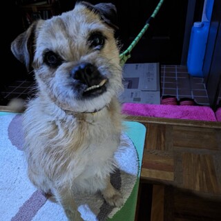 パグ・ジャックラッセルテリアのMIX