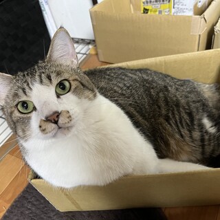 多頭飼育崩壊からのレスキュー慣れ慣れオトナ♂
