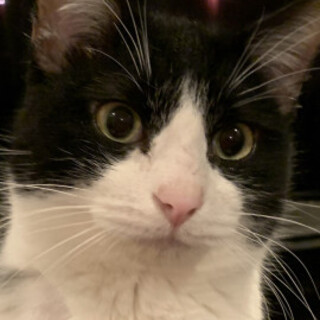 可愛いハチワレ猫ムスコ―くん♂2歳