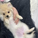 ポメラニアン　4ヶ月