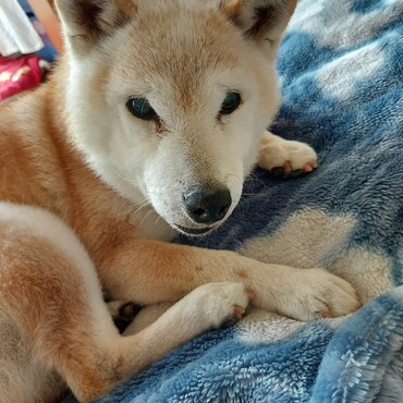 今日はお散歩でバッチリうんちでたよ<(｀^´)>朝の５時半(笑)おかあさんお疲れ♪