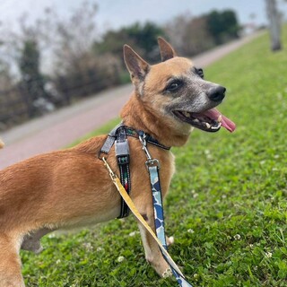 飼い主死亡2週間生き延びていた子