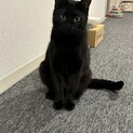 カヤちゃん