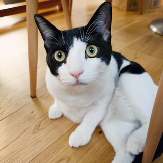 慣れ慣れハチワレおでこ狭め女子