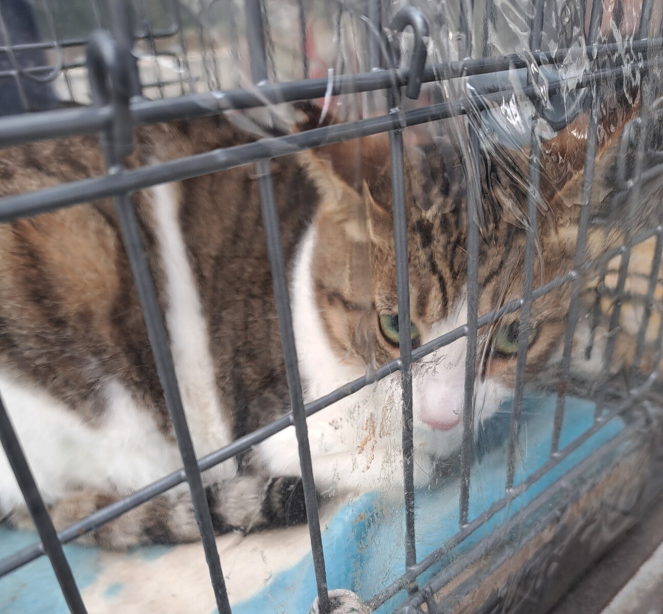 にゃんまるウィッグオーダーページ にゃんまる様確認ページ